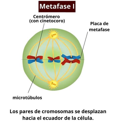 que es meiosis-1